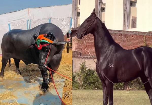 குதிரை ரூ.15 கோடி; எருமை ரூ.23 கோடி புஷ்கர் கால்நடை சந்தையில் ஆச்சரியம்