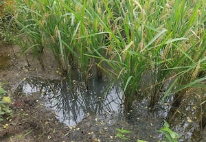 கழிவு நீரால் சேதமடையும் பயிர்கள்