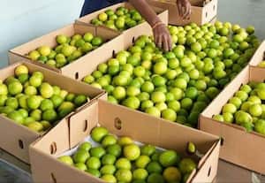 பிரிட்டனுக்கு செல்லும் புளியங்குடி எலுமிச்சை