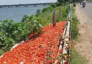 விலை வீழ்ச்சி காரணமாக ஆற்றில் வீசப்பட்ட தக்காளி
