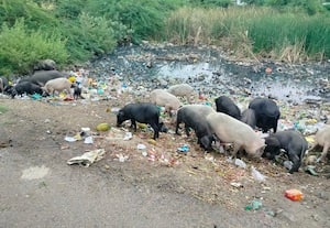 கஞ்சநாயக்கன்பட்டியில் வீடுகளில் புகும் பன்றிகள் கட்டுப்படுத்த எதிர்பார்ப்பு