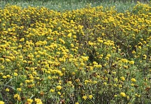 செடியிலேயே அழுகிய  பூக்கள்