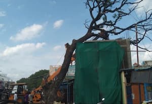 திருக்கழுக்குன்றத்தில் மரம் அகற்றம்