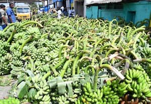  வரத்து அதிகரிப்பால் வாழைத்தார் விலை வீழ்ச்சி