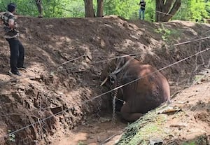 தோட்ட மின்வேலிகளில் அதிகாரிகள் ஆய்வு! யானை உயிரிழப்பு சம்பவம் எதிரொலி