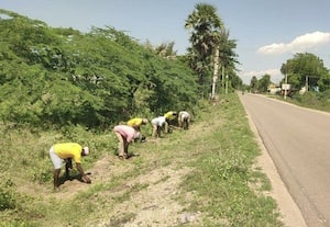 பனை விதை நடும் பணி