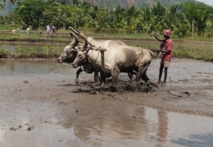 மழையால் நெல் நடவு பணி தீவிரம்