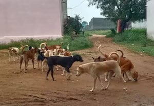 தெரு நாய்களுக்கு 72 காப்பகம் அமைக்க திட்டம்: சுப்ரீம் கோர்ட்டில் தமிழக அரசு தகவல்