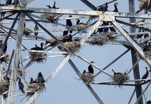 தாய்மையின் உயரம் தொட்ட நீர்க்கோழிகளின் அன்புக் கதை