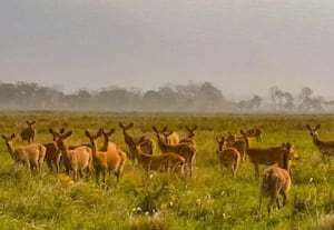 புதிய வன ஆணையம் அமைப்பது எப்போது?
