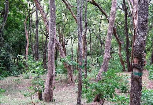  தமிழகத்தில் 7.41 ஏக்கரில் சந்தன மரங்கள்; விற்பனையில் ஆர்வம் காட்டாத வனத்துறை