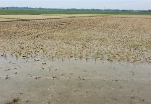 நெற்பயிர்கள் சேதம்: விவசாயிகள் கவலை