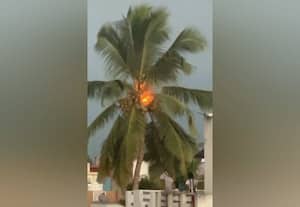 தென்னை மரத்தை தாக்கிய மின்னல்