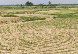 கண்மாய்க்கு சொட்டு நீர்கூட  வரவில்லை;  இளையான்குடி கிராம மக்கள் கவலை