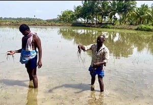 திருப்புவனத்தில் மழையால் நெல் நாற்றுக்கள் சேதம்