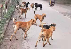 தெருநாய்கள் விவகாரம்; வேலி அமையுங்கள், கண்காணியுங்கள்: சுப்ரீம் கோர்ட் உத்தரவு