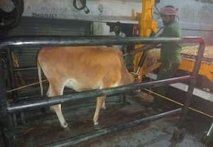 ஆவடியில் 19 பசு மாடு சிறைபிடிப்பு