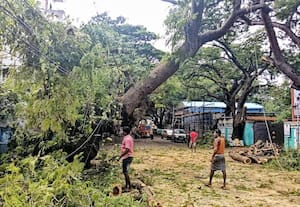 திடீரென சாய்ந்த ராட்சத மரம் பறவைகள் சத்தத்தால் சோகம்