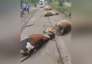 தொழிற்சாலை பஸ் மோதி 8 பசு மாடுகள் உயிரிழப்பு