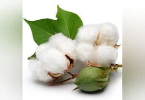  வரத்து அதிகரிப்பால் பஞ்சு விலை குறைகிறது