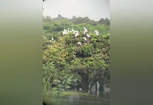 வேடந்தாங்கல் சரணாலயத்தில் பறவைகள் வரத்து அதிகரிப்பு