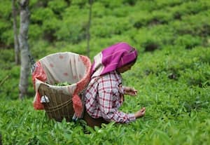  புதிய பாதுகாப்பு விதிகள் வெளியிட்டது தேயிலை வாரியம்