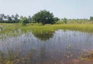 கோலார் விளைநிலங்களில் புகுந்தது கே.சி.வேலி நீர்