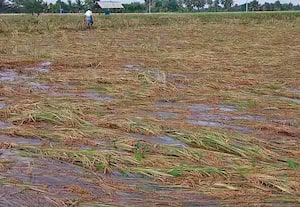 14,000 ஏக்கர் குறுவை பாதிப்பு; உறுதி செய்தது வேளாண் துறை