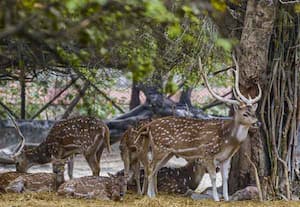 10 மான்களை கடித்துக் கொன்ற தெருநாய்கள்; கேரளாவில் புதிதாக திறக்கப்பட்ட பூங்காவில் சோகம்