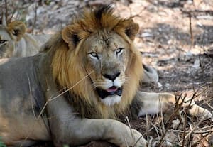 ﻿ புலி, சிங்கத்தை அருகில் பார்க்க ஷிவமொக்கா 'ஜங்கிள் சபாரி'