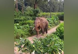 ﻿ ஒற்றை தந்தத்துடன் சுற்றி வரும் 'பீமா'