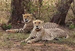 ﻿ எட்டு சிவிங்கி புலிகள் வருகின்றன: போட்ஸ்வானாவுடன் ஒப்பந்தம்