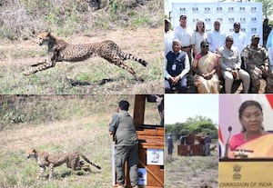 8 சிவிங்கி புலிகளை ஜனாதிபதி திரவுபதி முர்மு முன்னிலையில் ஒப்படைத்தது போட்ஸ்வானா