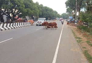 ﻿ வேண்பாக்கம் சாலையின் நட்டநடுவே அமரும் மாடுகள்