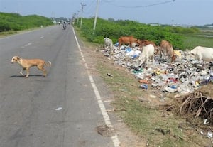 ﻿ சாலையோரம் கொட்டப்படும் குப்பையில் கால்நடைகள் உணவுதேடும் அவலம்