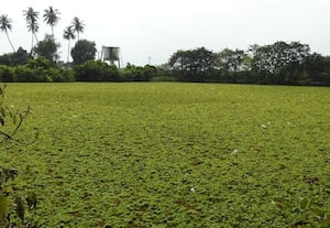 ﻿ ஆகாயத்தாமரை சூழ்ந்த குளத்தை சீரமைக்க கோரிக்கை