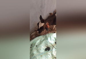 ﻿ தெருநாய்கள் கடித்து குதறியதால் கன்று பலி; மற்றொன்று 'சீரியஸ்'