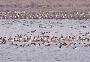 ﻿ கேளம்பாக்கத்தில் 16,000 காட்டு வாத்துகள்