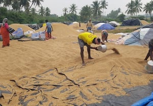 ﻿ நெல் கொள்முதல் நிறுத்தத்தால் மறியலுக்கு தயாராகும் விவசாயிகள்