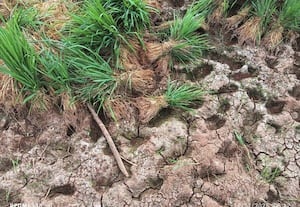 ﻿ தண்ணீரின்றி நெல் வயலில் வெடிப்பு விவசாயிகள் கண்ணீர் வடிப்பு