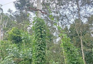 ﻿ அகற்றலாமே:  மின்கம்பங்களில் படரும் கொடிகளால் விபத்து அபாயம்:  அலட்சியம் காட்டும் மின்வாரியத்தால் அச்சத்தில் மக்கள்