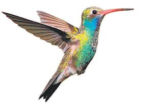 ஆர்க்டிக் டெர்ன்... 35,000 கி.மீ. பறக்கும்