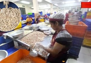 ﻿ முந்திரி பதப்படுத்துதலின் 'ராஜா' மங்களூரு