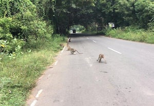 ﻿ கூணங்கரணை சாலையில் திரியும் குரங்குகளால் விபத்து அபாயம்