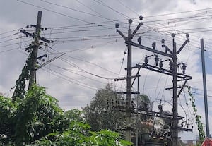 ﻿ மின் கம்பங்களில் படரும் கொடிகளால் விபத்து அபாயம்