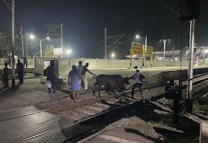 ﻿ தண்டவாளத்தில் சுற்றித்திரிந்த பசு மாடு போராடி வெளியேற்றிய பயணியர் தெற்கு ரயில்வே நிர்வாகம் விழிக்குமா?