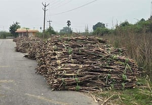 ﻿ ஒரு வாரமாக சாலையோரம் காத்திருக்கும் கரும்புகள் ஆலை நிர்வாகம் பாராமுகம்; விவசாயிகள் அதிருப்தி