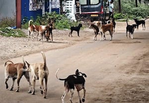 நாய்கள் தொல்லை