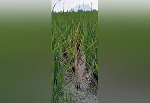 ﻿ நெல்லில் பூச்சி தாக்குதல்