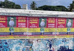 ﻿ துணை தேடி பறந்ததா பாசக்கிளி? கண்ணீரில் தத்தளிக்குது குடும்பம்